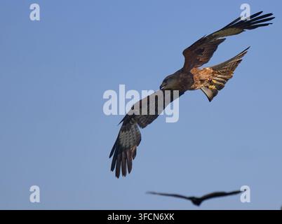 Roter Milan fliegt hoch gegen einen klaren blauen Himmel Stockfoto