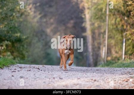 Energischer brauner Hund läuft einen von Bäumen gesäumten Kiesweg entlang in weichem Herbstlicht, perfekt für Haustierpflege und Outdoor-Lifestyle-Inhalte. Stockfoto