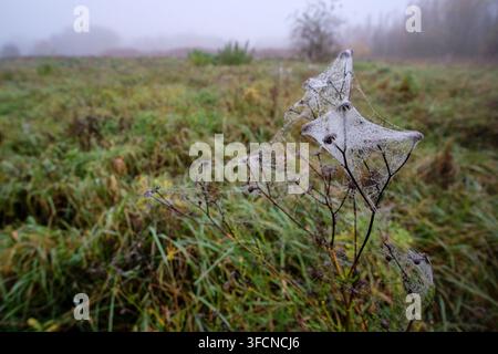 Zarte Spinnweben, schwer von Morgentau, bedecken getrocknete Wildblumen in einer nebligen Herbstwiese und rufen saisonale Melancholie hervor. Stockfoto