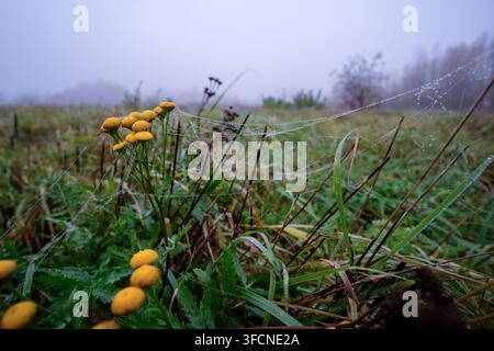 Zarte Spinnennetz, verziert mit Morgentautropfen, spannt sich über gelbe Rainfarnblüten in einer nebligen Herbstwiese. Stockfoto