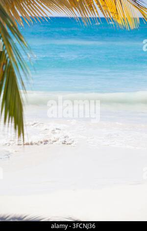 Eine schöne und ruhige Strandszene mit sanften Meereswellen und sich wiegenden Palmenblättern Stockfoto