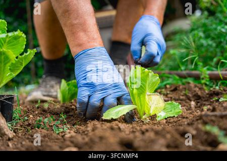 Nahaufnahme der Hände eines Mannes, der Salatsämlinge in einem biologischen Gemüsegarten auf dem Bauernhof pflanzt, Konzept der Heimnutzung Stockfoto