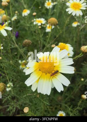 Nahaufnahme eines kleinen Käfers, der auf einer Kronenblume in einem Feld mit Wildblumen ruht Stockfoto