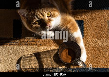 Eine neugierige rote Katze mit großen gelben Augen liegt und streckt ihre Pfote in Richtung eines gläsernen Kaffeetassenbechers in warmem natürlichem Sonnenlicht im Innenraum. Stockfoto