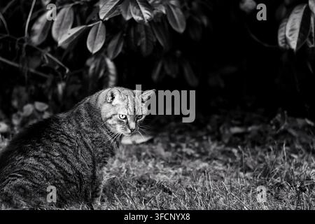 Schwarzweiß-Porträt einer getigerten Katze, die wachsam in einem Garten sitzt, umgeben von Gras und Laub Stockfoto