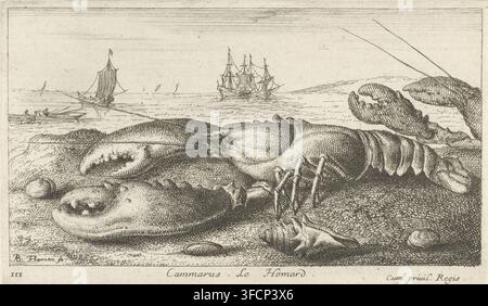 Hummer am Strand, Cammarus. Le Homard, Fische und andere Meereskreaturen – Salzwasser erste Serie, Diverses Especes de Poissons de mer, Druck, Seriennummer, 3, 12, Druckgraphiker: Albert Flamen, Paris, Verleger: Jacques van Merlen, Privilegiengeber: Louis XIV (König von Frankreich), Frankreich, 1664, Papier, Radierung, Höhe 106 mm x Breite 179 mm, Krebstiere: Hummer., Eine detaillierte Tintenzeichnung eines großen Krebses, der auf einem strukturierten Ufer liegt, mit übergroßen Scheren und segmentierten Körperteilen, umgeben von einigen Muscheln und Kieselsteinen; der Vordergrund zeigt feine gekreuzte Schattierungen und detaillierte Texturen auf dem Stockfoto