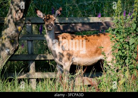 Europäischer Hirsch oder Rothirsch. Er ist eine der größten und imposantesten Arten von herbivoren Säugetieren der Familie der Cervidae. Stockfoto
