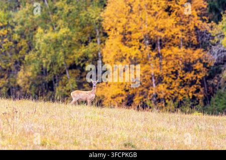 Reh steht auf einer Wiese und schaut mit Herbstfarben im Wald Stockfoto