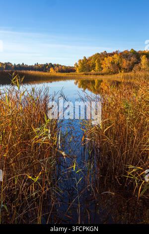 Waldsee mit Schilf im Herbst Stockfoto