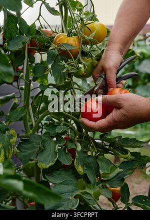 Frau verwendet eine Schere, um reife rote Tomaten von der Ranke zu ernten Stockfoto