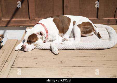Süßer Pitbull-Mischlingshund schläft auf einer Terrasse in der Sonne Stockfoto