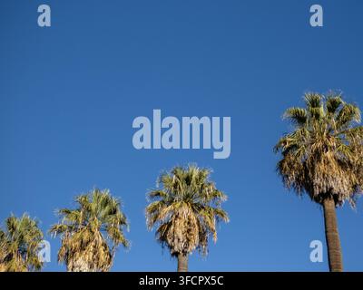 Hohe Palmen, die sich gegen einen klaren blauen Himmel abheben Stockfoto