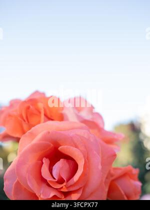 Lebendige Korallenrosen vor einem klaren blauen Himmel Stockfoto