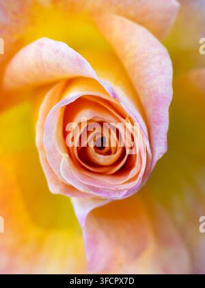 Lebendige Makroaufnahme einer gelben und rosa Rose Stockfoto