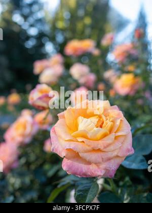 Nahaufnahme einer schönen pastellfarbenen Rose, die in einem Garten blüht Stockfoto