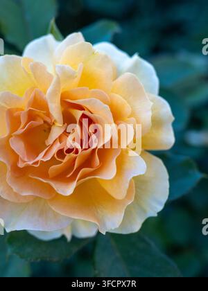 Nahaufnahme einer wunderschönen gelben und orangefarbenen Rose Stockfoto
