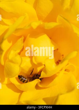 Eine Honigbiene sammelt Pollen in einer lebendigen gelben Rosenblüte Stockfoto