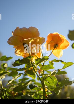 Niedrigwinklige Ansicht von gelben Rosen vor einem blauen Himmel Stockfoto