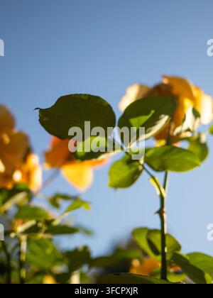 Nach oben zu grünen Rosenblättern und gelben Blüten schauen Stockfoto