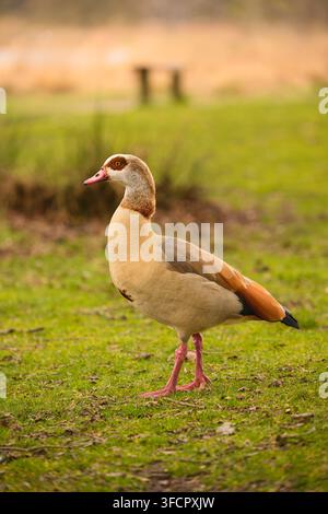 Ägyptische Gans steht auf grünem Gras im Richmond Park, London, mit weichem verschwommenem Wiesenhintergrund. Stockfoto