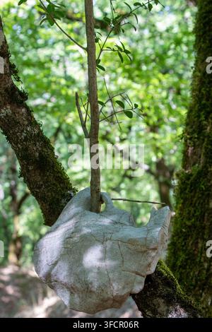 Junger Ast einer Kermes-Eiche (Quercus coccifera), der durch ein Loch in einem Stein in einer natürlichen Waldumgebung in Griechenland wächst, vertikales Foto. Stockfoto