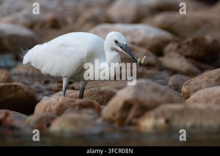 Kleiner Silberreiher (Egretta garzetta) hält einen kleinen frisch gefangenen Flussfisch im Schnabel, während er auf Flussfelsen in Griechenland steht, Wildtierfoto vom August. Stockfoto