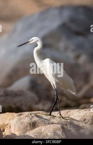 Vollständige Aufnahme eines eleganten Seereiers (Egretta garzetta), der in einer anmutigen Pose auf einem Flussstein in Griechenland steht, vertikales Wildtierfoto. Stockfoto