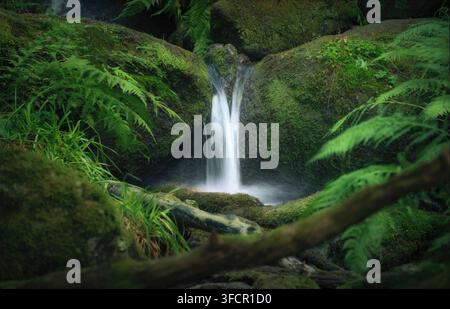 Kleiner Bach mit Wasser, das über moosige Felsen in einem Wald fließt, umrahmt von Farnpflanzen und Baumstämmen Stockfoto