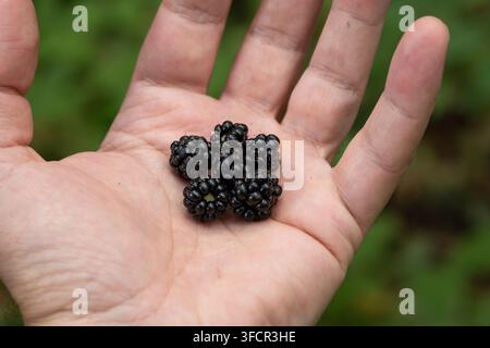 Nahaufnahme einer kleinen Handvoll frisch gepflückter wilder Schwarzenbeeren, die in einer offenen Handfläche gehalten werden, mit einem weichen verschwommenen grünen Hintergrund aus Laub im Wald o Stockfoto