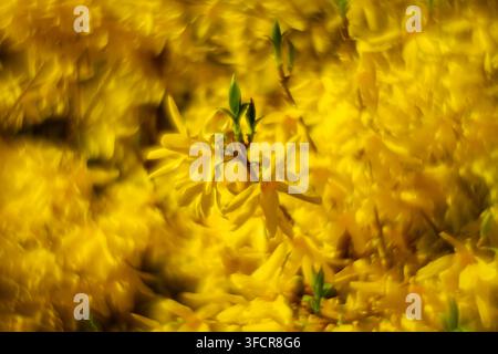 Abstrakter weicher Fokus heller gelber Frühlingsblumenhintergrund. Glühen von einem benutzerdefinierten Einzelglasobjektiv auf Forsythienblüten. Stockfoto