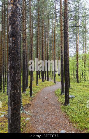 Blick auf einen gewundenen Kiesweg durch einen dichten Kiefernwald mit moosigem Boden und hohen Bäumen in Junkerdal, Nordland, Norwegen. Stockfoto