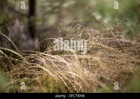 Tautropfen auf trockenem Herbstgras in sanftem Licht Stockfoto