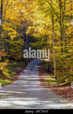 Schmale Straße windet sich durch einen dichten Buchenwald mit goldenem Laub an einem sonnigen Herbsttag in Cansiglio, Italien Stockfoto