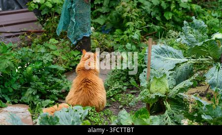 Eine flauschige rote Katze sitzt mit dem Rücken zur Kamera in einem verwilderten Garten, umgeben von großen Kohlblättern und Wildpflanzen. Stockfoto