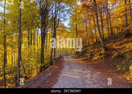 Sonnenbeschienene Schotterstraße windet sich durch einen lebendigen Buchwald, der während des Herbstes in Cansiglio, Italien, mit goldenen Blättern bedeckt ist Stockfoto