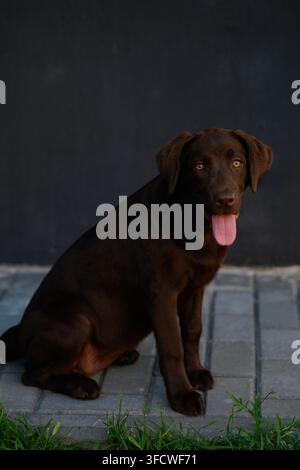 Lustiger Schokoladen-Labrador-Retriever-Welpe, der an einem heißen Sommertag im Schatten sitzt, süßer Haushund, der mit herausgestreckter Zunge hechelt. Haustierpflege, Hitzschlag pr Stockfoto
