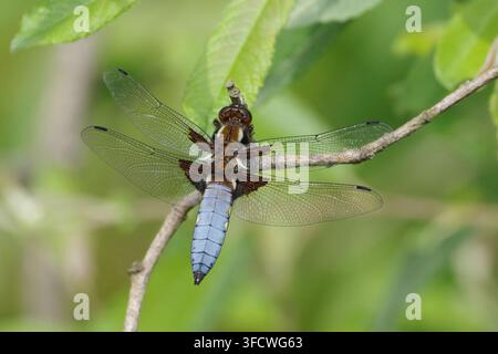 Breitköriger Jagdlibellenmann (Libellula depressa) auf einem Ast, Nahaufnahme von oben Stockfoto