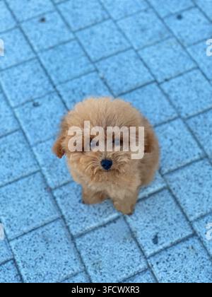 Winziger apricotfarbener Toy-Pudel-Welpe schaut zur Kamera auf, während er auf Steinpflaster im Freien sitzt. Stockfoto