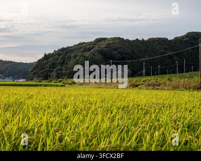 Reisfeld in Yamada, Fukuroi, Shizuoka, Japan, fotografiert an einem klaren Abend, dem 28. August 2026 Stockfoto