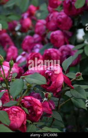 Leuchtend rote Rosen in voller Blüte, Blütenblätter geschichtet in dichten, samtigen Falten vor einem Hintergrund aus tiefgrünen Blättern. Regentropfen glitzern auf den Blütenblättern. Stockfoto