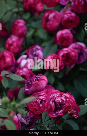 Leuchtend rote Rosen in voller Blüte, Blütenblätter geschichtet in dichten, samtigen Falten vor einem Hintergrund aus tiefgrünen Blättern. Regentropfen glitzern auf den Blütenblättern. Stockfoto