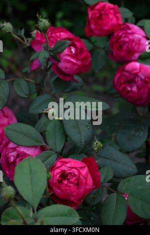 Leuchtend rote Rosen in voller Blüte, Blütenblätter geschichtet in dichten, samtigen Falten vor einem Hintergrund aus tiefgrünen Blättern. Regentropfen glitzern auf den Blütenblättern. Stockfoto