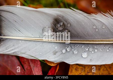 Nahaufnahme einer nassen Taubenfeder mit runden Wassertropfen, die zwischen braunen abgefallenen Blättern im Herbst liegen Stockfoto