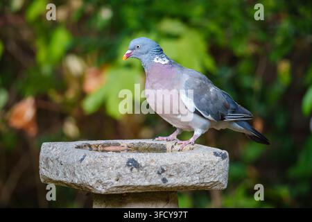 Eine Ringeltaube, Columba palumbus, sitzt auf einem steinernen Vogelbad in einem Garten in Surrey, Südostengland, im Sommer Stockfoto