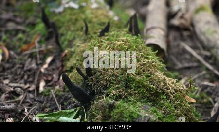 Totenfinger (Xylaria polymorpha) wachsen auf einem verrottenden, moosbedeckten Baumstamm in schottischem Waldland Stockfoto