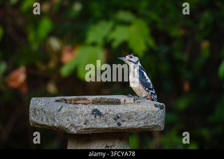 Ein Buntspecht, Dendrocopos major, sitzt auf einem traditionellen steinernen Vogelbad in einem Garten in Surrey, Südostengland, im Sommer Stockfoto