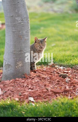 Gestreifte Katze lugt hinter einem Baumstamm hervor auf einem Rasen, der mit roten Holzspänen bedeckt ist, im Nachmittagslicht. Stockfoto
