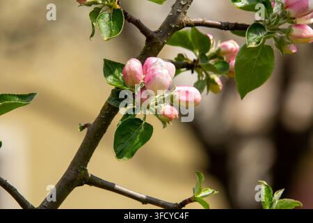 Weiße und rosa Apfelblüten im öffentlichen Obstgarten von Stadtsaal, Friesach, Kärnten, Österreich. Stockfoto