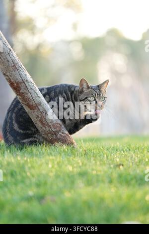 Getigerte Katze sitzt auf grünem Gras hinter einem Holzpfahl und leckt ihre Pfote, während sie sich im sanften Sonnenlicht im Freien pflegt. Stockfoto