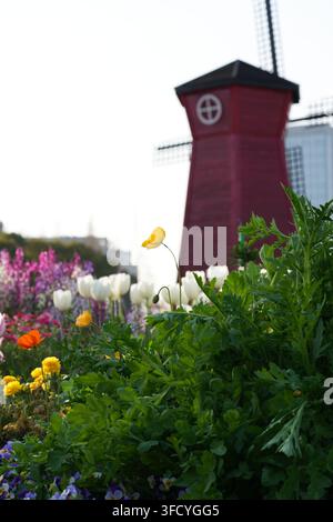 Bunte Frühlingsblumen blühen im Vordergrund mit einem roten hölzernen Windrad verschwommen im Hintergrund. Stockfoto